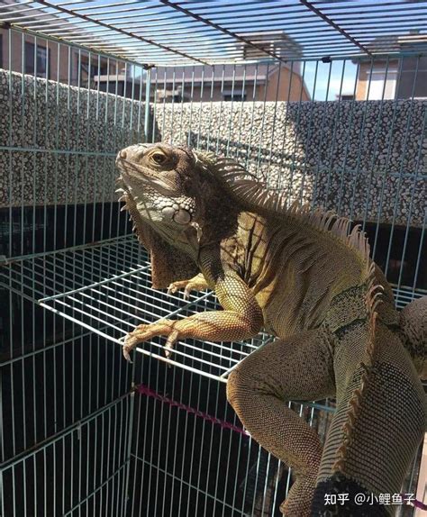 “小怪物”闯进福清村民家 绿鬣蜥被送往福州动物园 - 福州 - 东南网