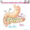describe structure and function of pancreas - Brainly.in