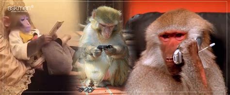 This Ape Teaches Humans “How To Stalk” On Instagram - Entertainment