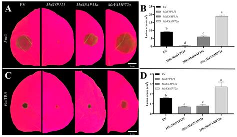 Characterization of Banana SNARE Genes and Their Expression Analysis ...