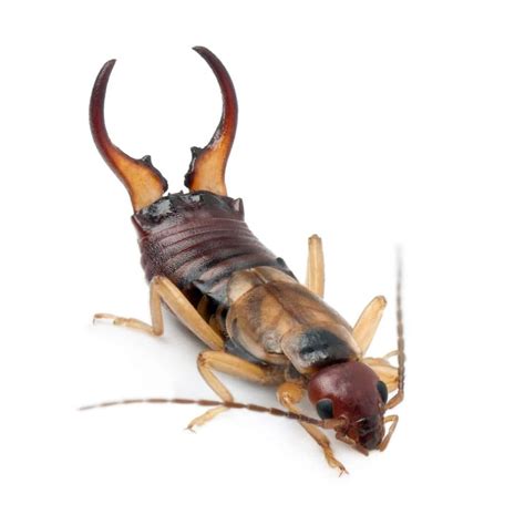 Pincher Bugs: 11 Facts About Earwigs You Need to Know