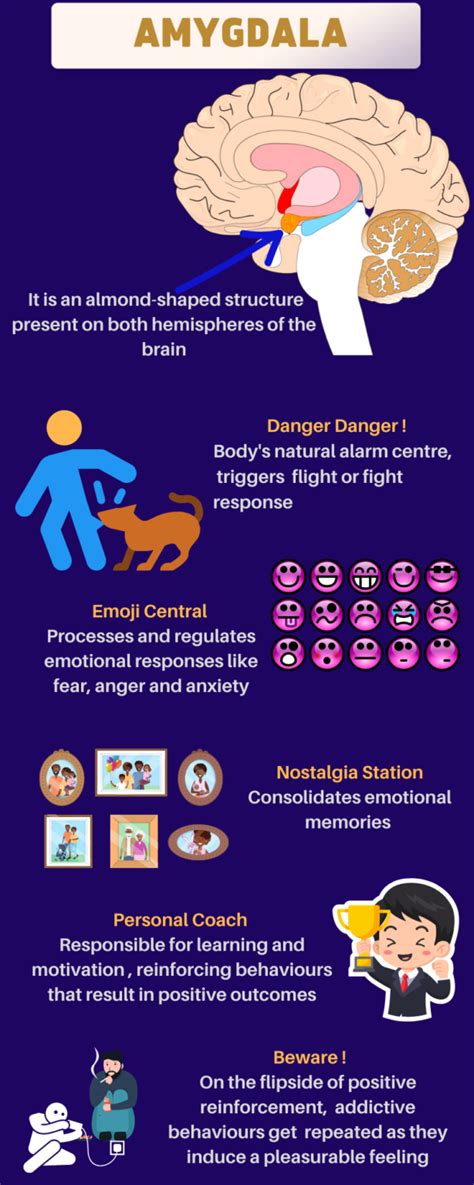 Image result for Amygdala Example