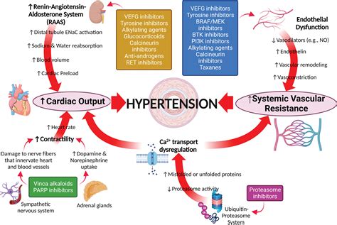 Established and Emerging Cancer Therapies and Cardiovascular System ...