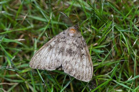 Image result for Gypsy Moth