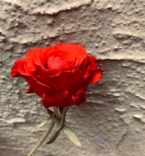 MariaCininha: Pelo Caminho!