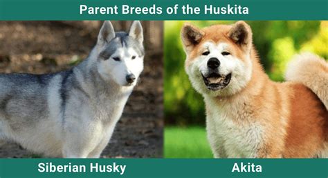 Huskita (Siberian Husky & Akita Mix): Info, Pictures, Care & More – Dogster