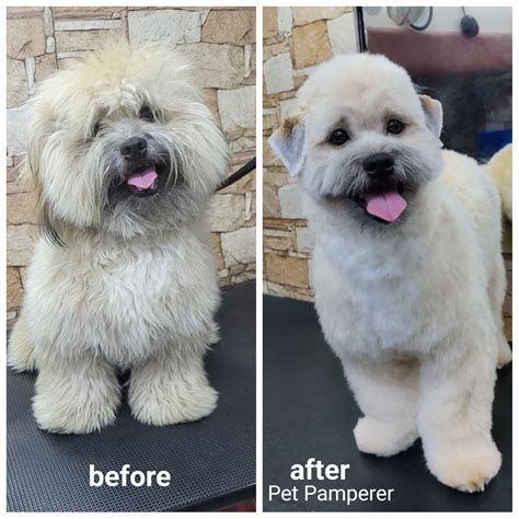 Pet Pamperer Pet Salon and Academy || Home