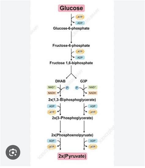 Glycolysis pathway : Glycolysis pathway