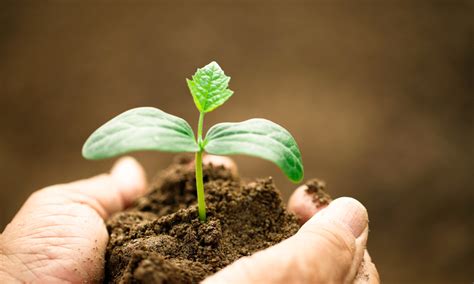 Soil Science 的图像结果