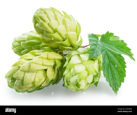 Fresh green hops or hop cone flowers with leaves on white background ...