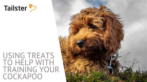 Image result for Cockapoo Training