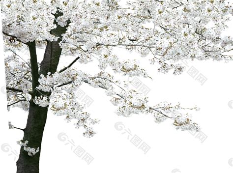 树上开满白色花朵设计元素素材免费下载(图片编号:9334292)-六图网