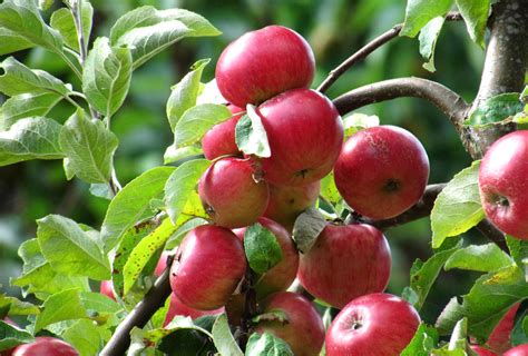 manfaat pada apel hijau