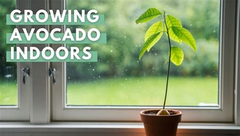 How To Grow An Indoor Avocado Tree In 4 Simple Steps
