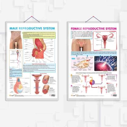 MALE REPRODUCTIVE SYSTEM and FEMALE REPRODUCTIVE SYSTEM chart | combo ...