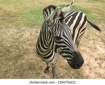 Image result for Zebra Front View