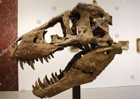 One Most Complete Tyrannosaurus Rex Skulls Editorial Stock Photo - Stock Image | Shutterstock