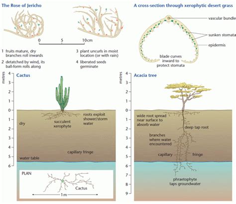 Plant Adaptation in Deserts | Revision World