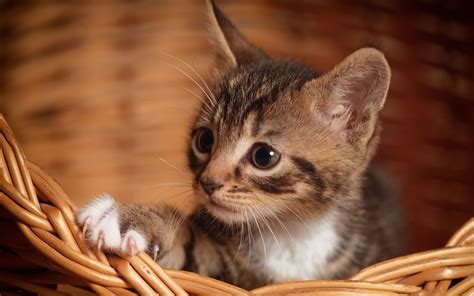 Download wallpapers small gray kitten, cute animals, domestic cats, basket, small cat, kittens ...
