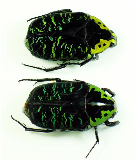 Premium Photo | Green black flower beetles isolated on white. euchroea coelestis macro close up ...