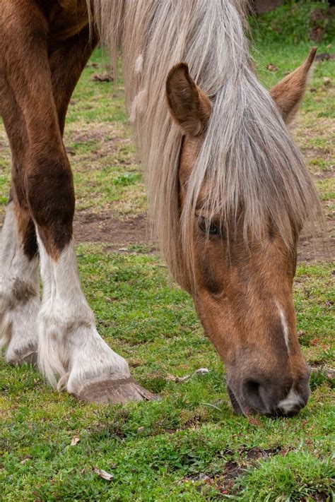 Horse penis Photos - Download Free High-Quality Pictures | Freepik