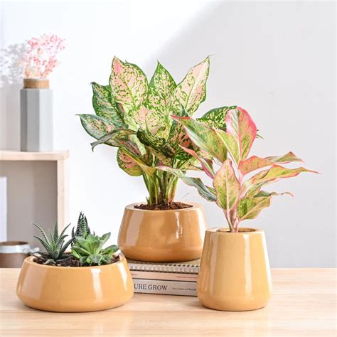 Buy Premium Ceramic Pots Online | Stylish Planters for Every Home ...