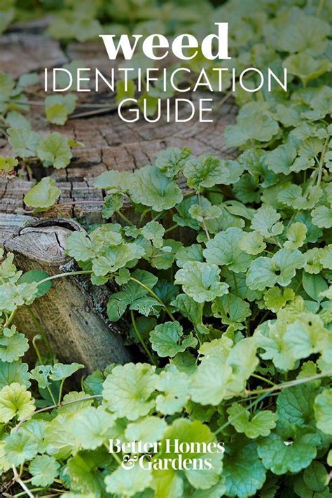 Plant Identification Guide 的图像结果