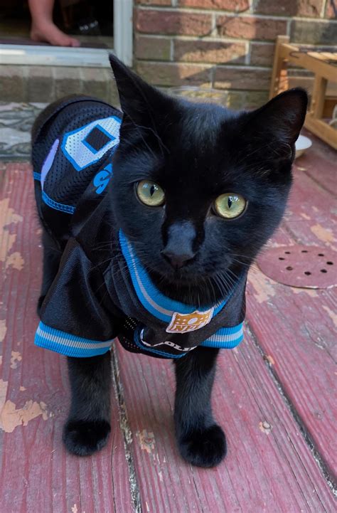 This panther is ready for Fan Fest! : r/panthers