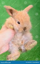 Image result for Newborn Rabbit Pictures