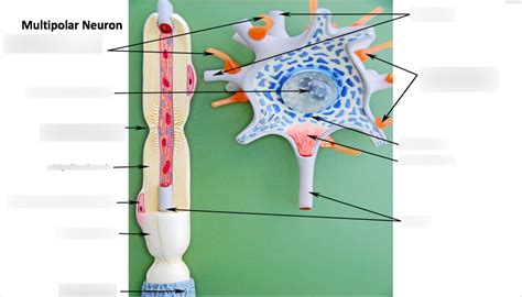Multipolar Neuron Model 的图像结果