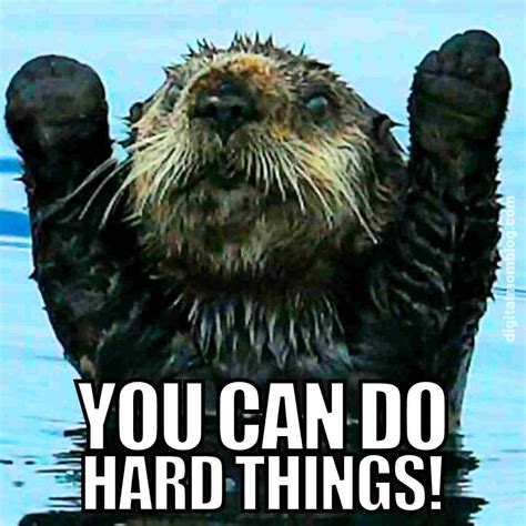 Motivational Animal Memes