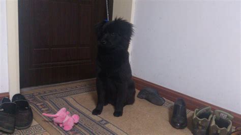 请问图片中这只小黑狗是什么品种?全身都是黑色的,没有一点杂毛```_百度知道