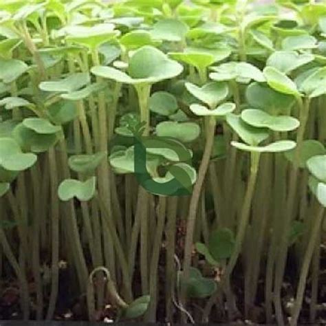 Kohl Rabi Microgreen Seeds – Non-GMO, Mild Flavour – Buy Online