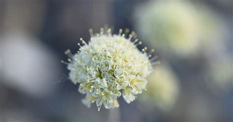 Tiehm's Buckwheat (Eriogonum tiehmii) | U.S. Fish & Wildlife Service