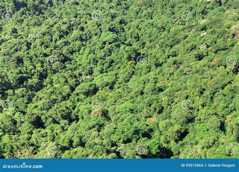 Dense Green Forest, Thousands of Trees. Stock Image - Image of outdoors, green: 93573663