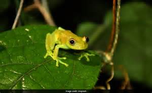 कमर दर्द का इलाज करने के लिए महिला ने निगल लिए 8 जिंदा मेंढक, फिर जो ...