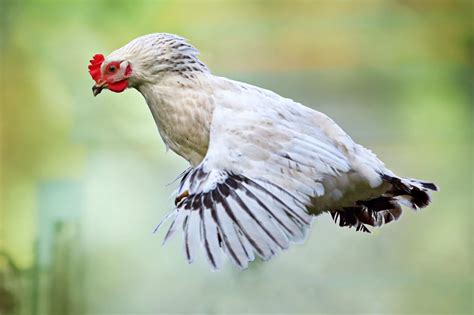 Can Chickens Fly? An Ultimate Guide to Chicken Flight