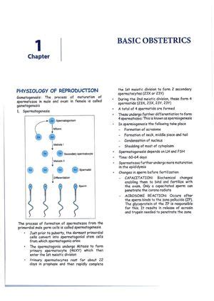 Obstetrics and Gynaecology Cerebellum 2.0