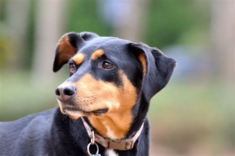 What is the Rottweiler Doberman Mix? | Labrottie.com