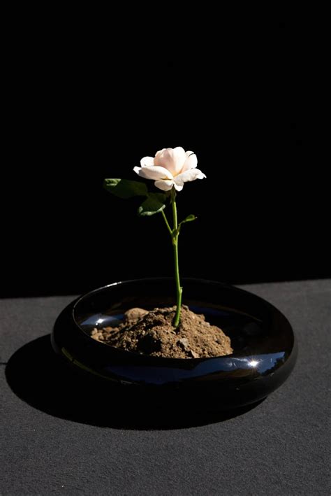 wine — orcas island winery