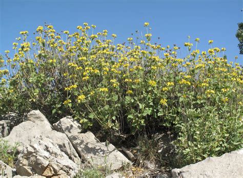 Phlomis chrysophylla Boiss. | Plants of the World Online | Kew Science