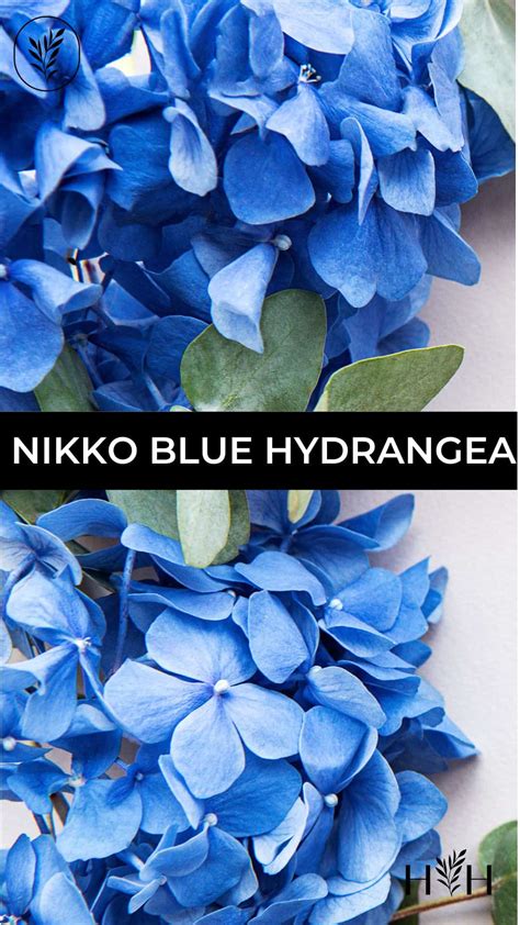 Nikko Blue hydrangea 🌿 💙 🌸 Tips for a flourishing garden!