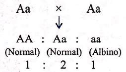 If A = normal allele, a = albino allele, then genotypes of father and ...