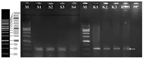 Begomovirus detection in the whitefly Bemisia spp. on eggplant Solanum ...