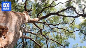 How to spot signs your tree might be unsafe — before wild weather hits ...