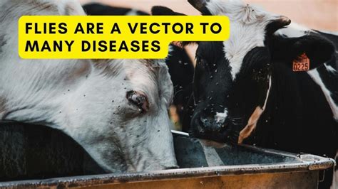 Impact of Flies and Control with Organic Fly Traps