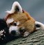 Image result for Red Panda Cute Baby Animals