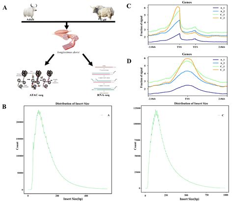 Integration of ATAC-Seq and RNA-Seq Analysis to Identify Key Genes in ...