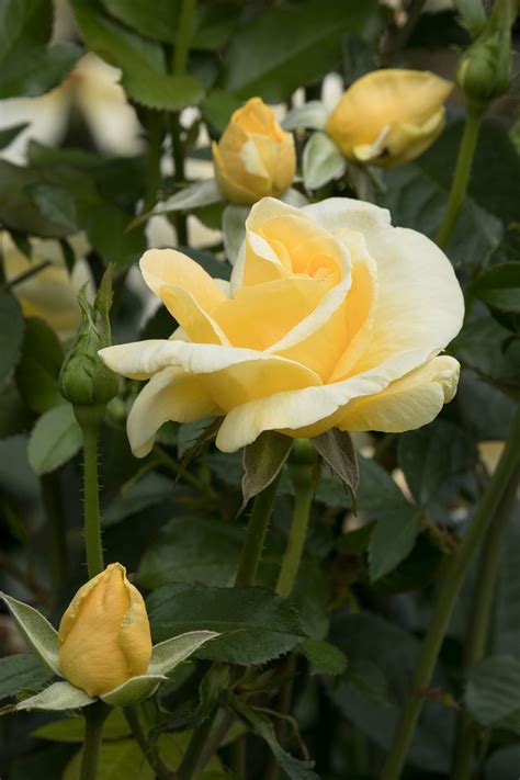 GardenZeus Recommendations for Hybrid Tea and Grandiflora Rose ...