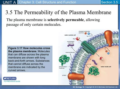 Biology 12 - Plasma Membrane Permeability - Section 3-5 | PPT